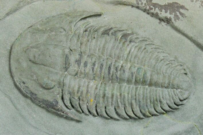 Lower Cambrian Trilobite (Longianda) - Issafen, Morocco #170768